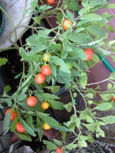 piante velenose solanum pseudocapsicum