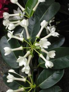Apocynacee Stephanotis