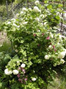piante velenose viburnum opulus aquilegia