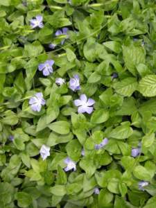 Apocynacee vinca pervinca