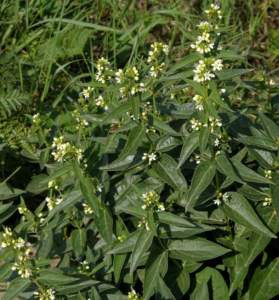 ApocynaceeVincetoxicum hirundinaria