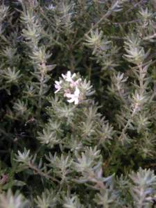 piante australiane westringia
