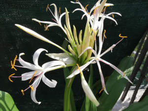 Crinum infiorescenza