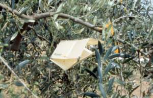 mosca dell'olivo
