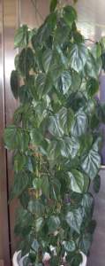 piante d'appartamento ingombranti filodendro