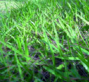 zoisia stenotafrum pennisetum stenotaphrum secundatum