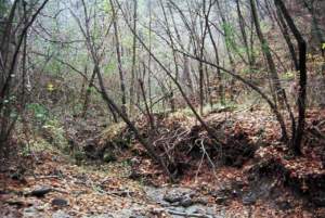 tartufo raccoglie bosco di salici