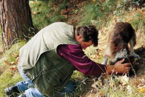 tartufo raccoglie tartufaio cane