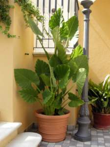 piante d'appartamento alocasia