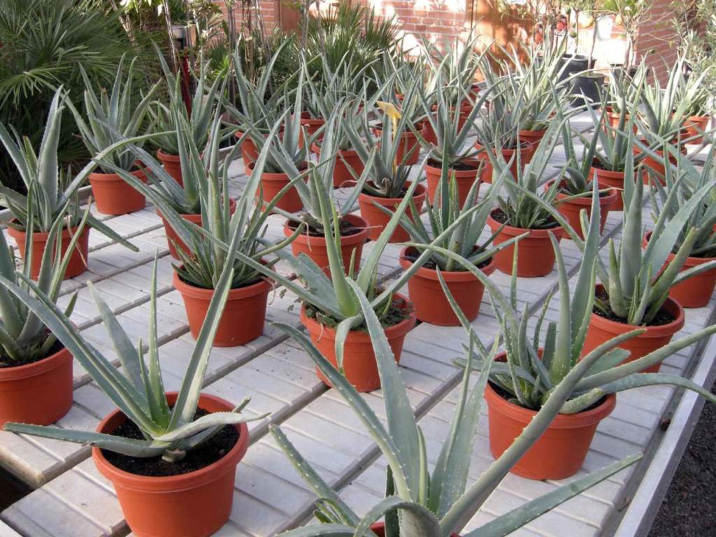 piante grasse aloe vera