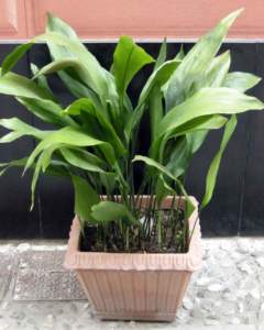 piante d'appartamento aspidistra