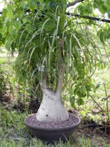 piante d'appartamento beaucarnea