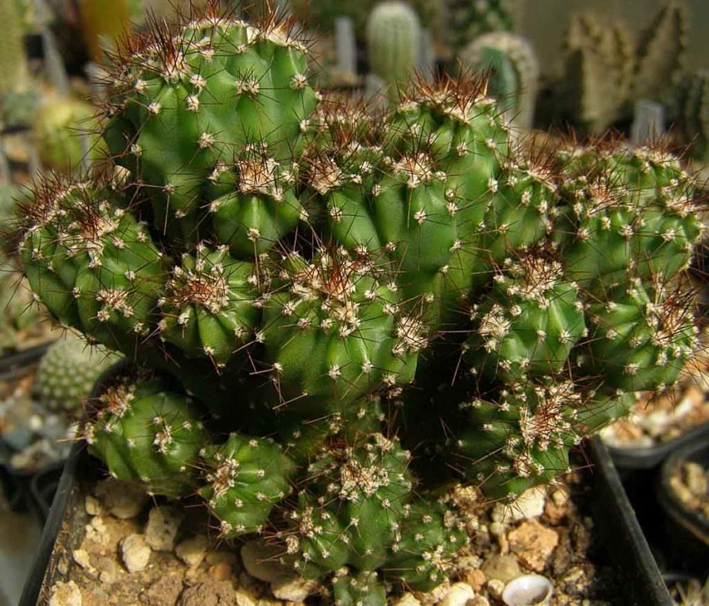 piante grasse cereus