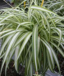piante d'appartamento chlorophytum