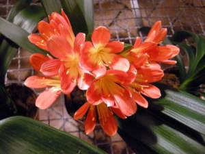 piante d'appartamento clivia