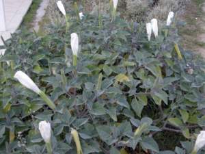 piante sballo datura