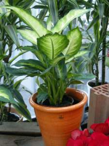 piante d'appartamento dieffenbachia