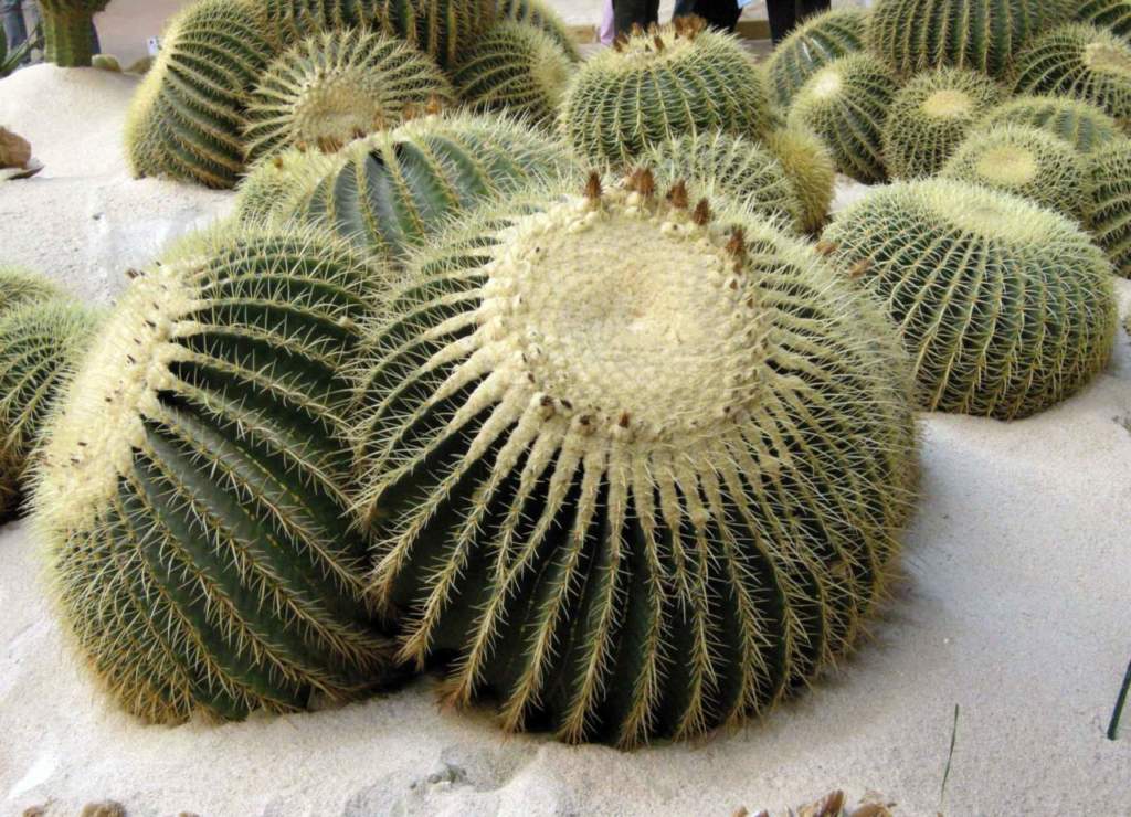 piante grasse echinocactus