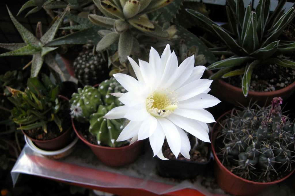 piante grasse echinopsis