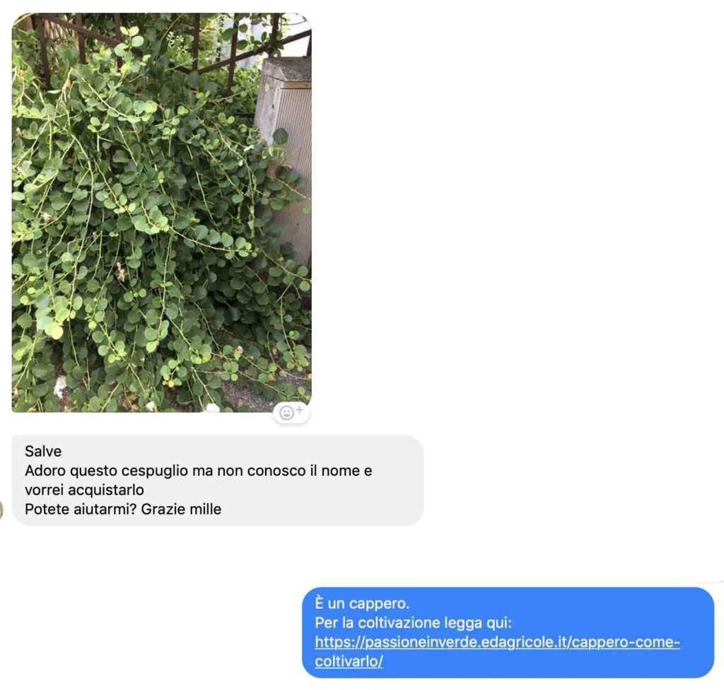 domande giardinaggio