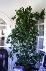 piante d'appartamento ingombranti ficus