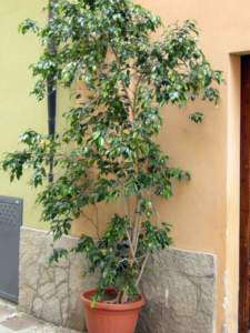 piante d'appartamento ficus benjamina