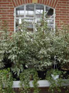 piante d'appartamento ingombranti ficus