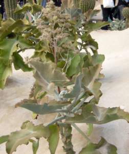 piante grasse kalanchoe