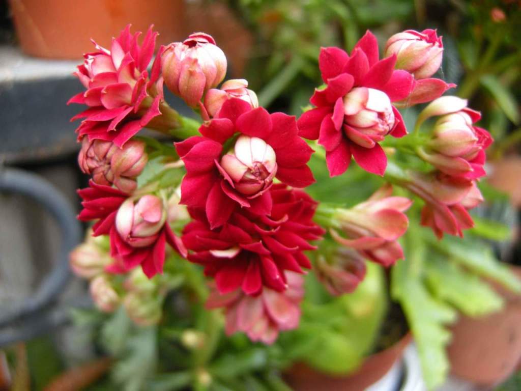 piante grasse kalanchoe