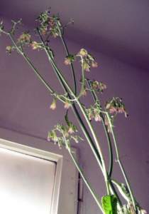 piante grasse kalanchoe