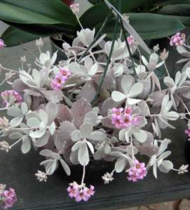 piante grasse kalanchoe