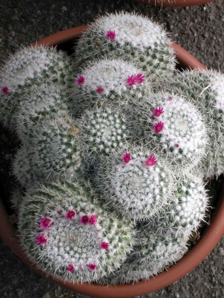 piante grasse mammillaria