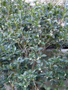 impianti trapianti osmanthus