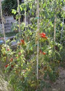 pomodori ciliegino stress idrico