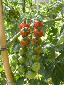 pomodori ciliegino