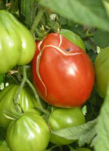 pomodori cuore di bue spaccatura