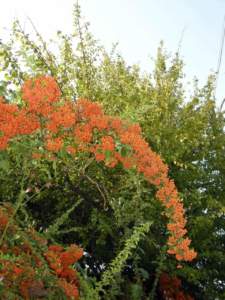 impianti trapianti pyracantha frutti