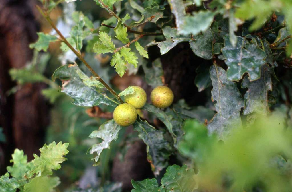 galle quercia