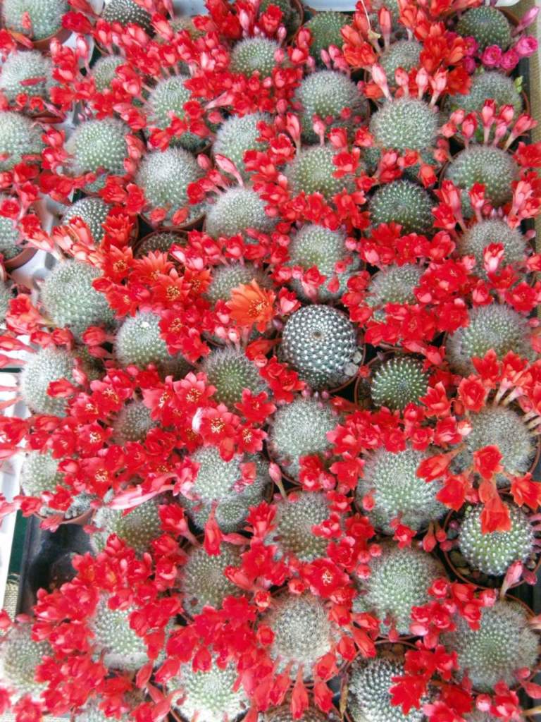 piante grasse rebutia