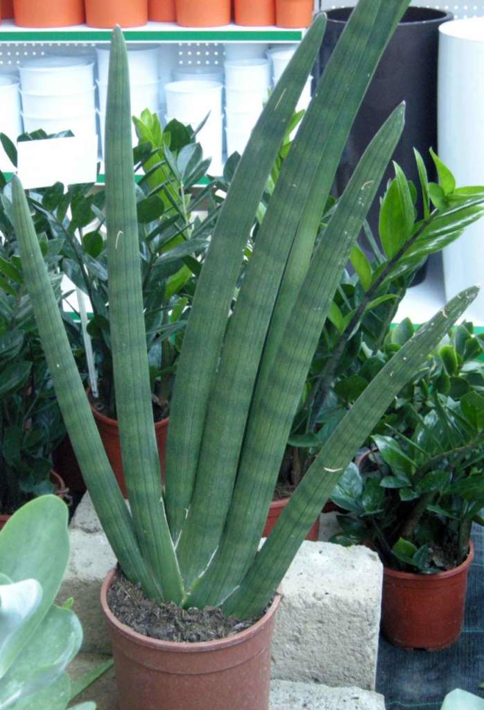 piante grasse sansevieria
