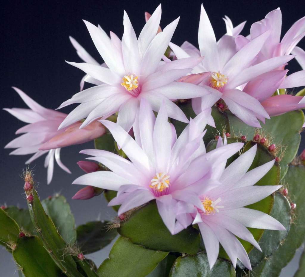 piante grasse schlumbergera