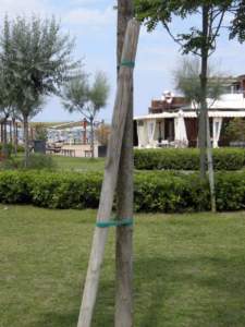 impianti trapianti tutore albero