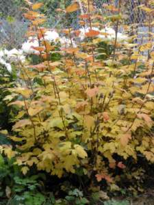 impianti trapianti viburnum opulus