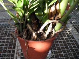 impianti trapianti zamioculcas radici