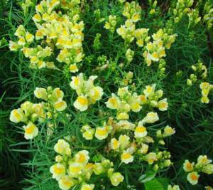 ornamentali infestanti linaria