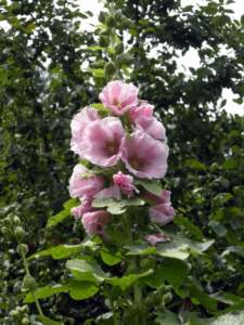 ornamentali infestanti althaea