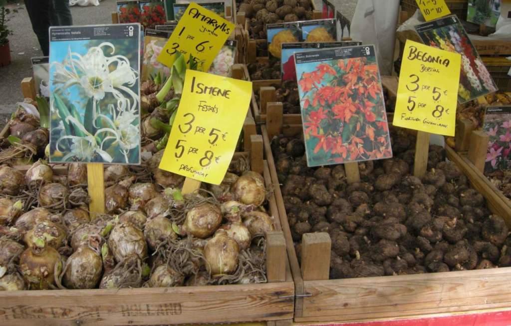 bulbi tuberi rizomi ismene begonia