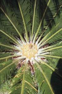 cycas