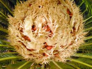 cycas