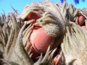 cycas